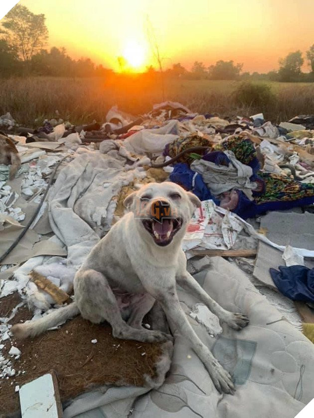 Được người đi đường cho ăn, những chú chó hoang vui ra mặt khi không cần phải ăn rác qua ngày: Hạnh phúc thật ngắn ngủi 5