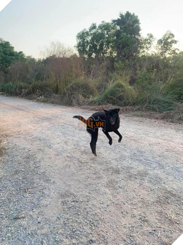 Được người đi đường cho ăn, những chú chó hoang vui ra mặt khi không cần phải ăn rác qua ngày: Hạnh phúc thật ngắn ngủi 3