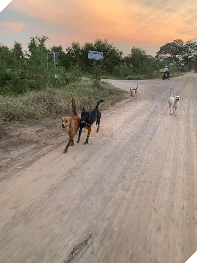 Được người đi đường cho ăn, những chú chó hoang vui ra mặt khi không cần phải ăn rác qua ngày: Hạnh phúc thật ngắn ngủi 7