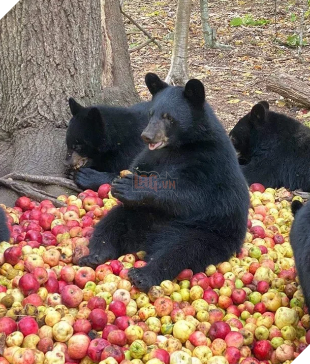 20 hình ảnh cho thấy, động vật là những đứa trẻ thuần khiết và tinh nghịch nhất thế giới 3