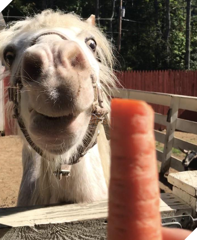 20 hình ảnh cho thấy, động vật là những đứa trẻ thuần khiết và tinh nghịch nhất thế giới 15