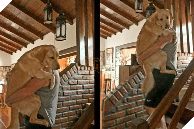 20 hình ảnh cho thấy, động vật là những đứa trẻ thuần khiết và tinh nghịch nhất thế giới