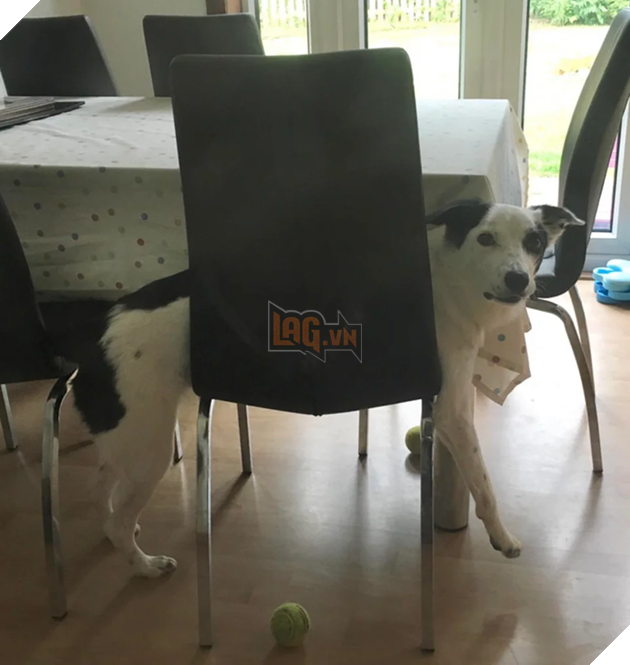 20 hình ảnh cho thấy, động vật là những đứa trẻ thuần khiết và tinh nghịch nhất thế giới 14