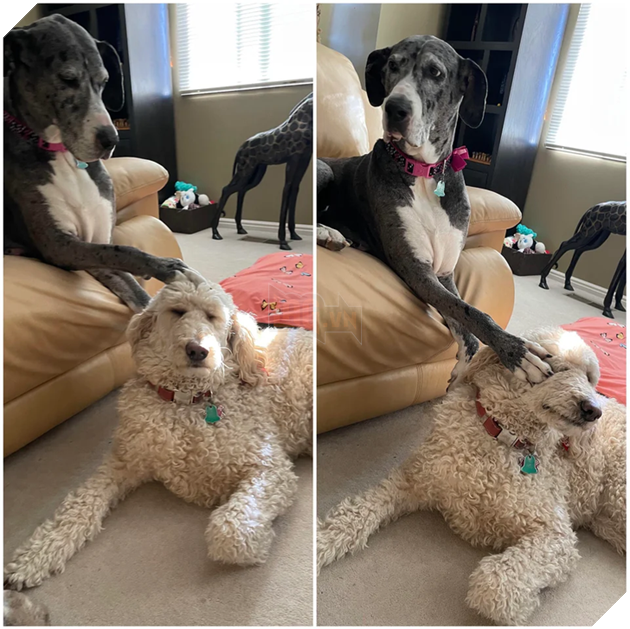 20 hình ảnh cho thấy, động vật là những đứa trẻ thuần khiết và tinh nghịch nhất thế giới 7