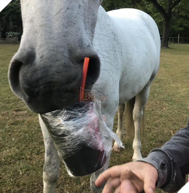 20 hình ảnh cho thấy, động vật là những đứa trẻ thuần khiết và tinh nghịch nhất thế giới 11