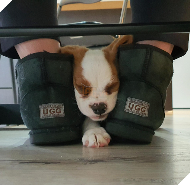 20 hình ảnh cho thấy, động vật là những đứa trẻ thuần khiết và tinh nghịch nhất thế giới 19