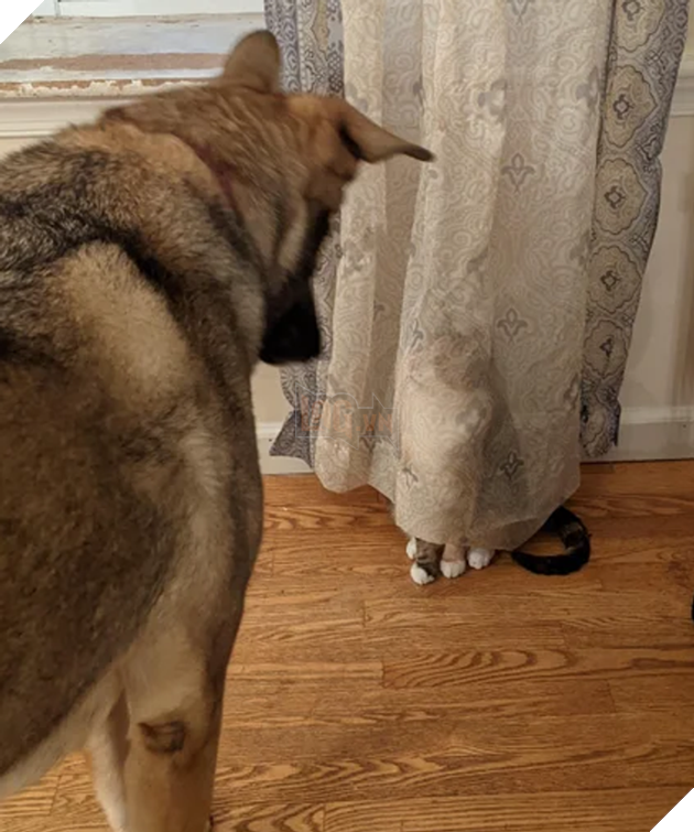 20 hình ảnh cho thấy, động vật là những đứa trẻ thuần khiết và tinh nghịch nhất thế giới 13