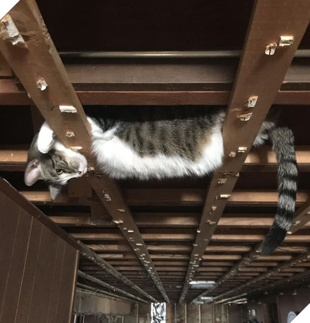 20 hình ảnh cho thấy, động vật là những đứa trẻ thuần khiết và tinh nghịch nhất thế giới 10