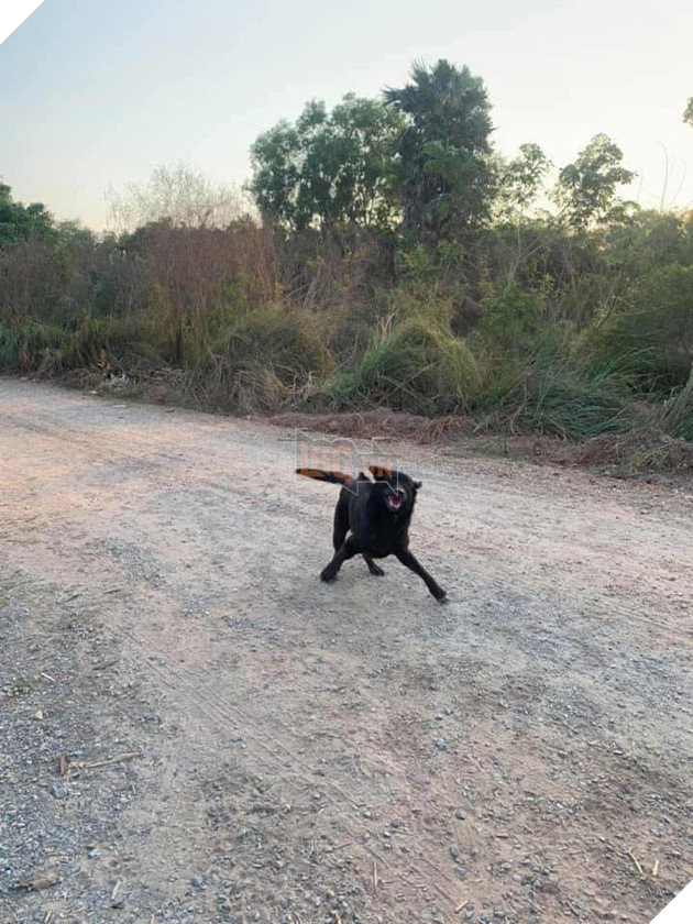 Được người đi đường cho ăn, những chú chó hoang vui ra mặt khi không cần phải ăn rác qua ngày: Hạnh phúc thật ngắn ngủi 4