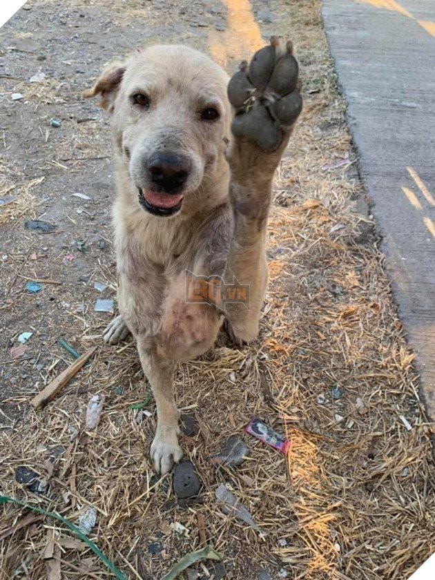 Được người đi đường cho ăn, những chú chó hoang vui ra mặt khi không cần phải ăn rác qua ngày: Hạnh phúc thật ngắn ngủi 2