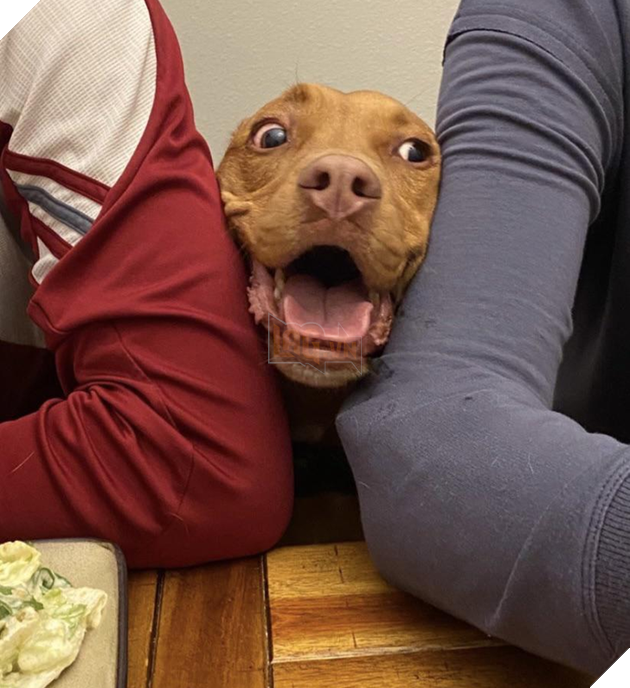 20 hình ảnh cho thấy, động vật là những đứa trẻ thuần khiết và tinh nghịch nhất thế giới 17