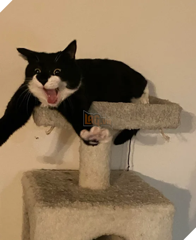 20 hình ảnh cho thấy, động vật là những đứa trẻ thuần khiết và tinh nghịch nhất thế giới 6