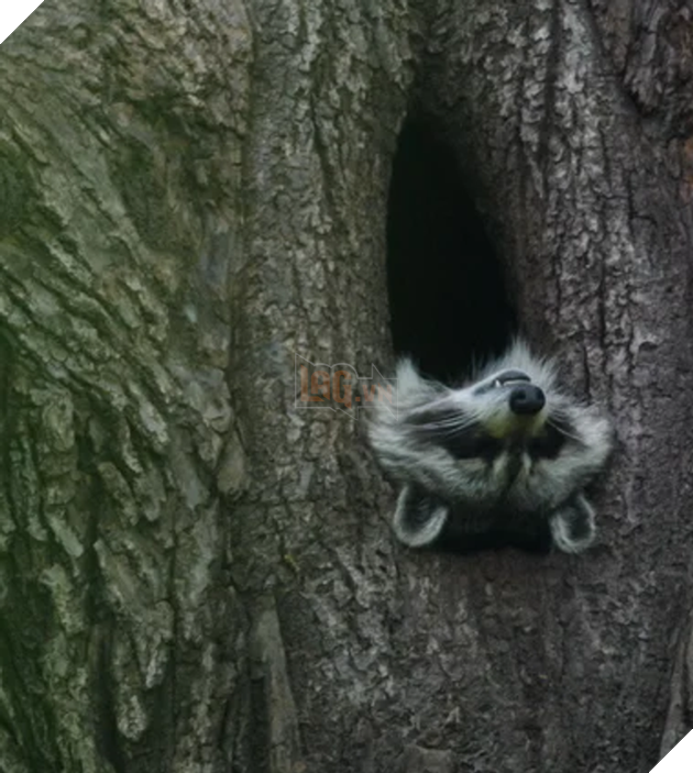 20 hình ảnh cho thấy, động vật là những đứa trẻ thuần khiết và tinh nghịch nhất thế giới 9