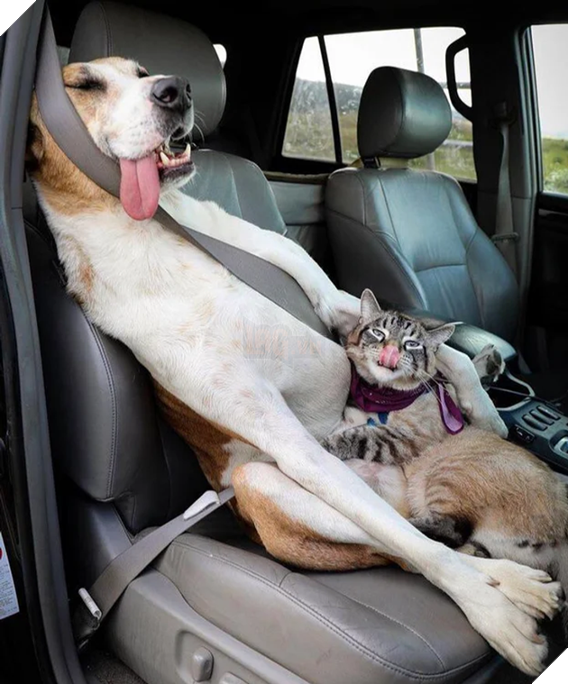 20 hình ảnh cho thấy, động vật là những đứa trẻ thuần khiết và tinh nghịch nhất thế giới 5