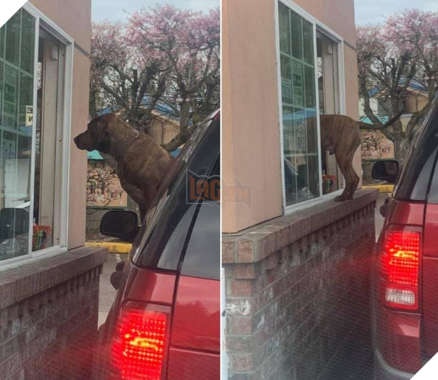 20 hình ảnh cho thấy, động vật là những đứa trẻ thuần khiết và tinh nghịch nhất thế giới 2