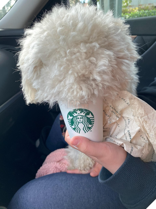 20 hình ảnh cho thấy, động vật là những đứa trẻ thuần khiết và tinh nghịch nhất thế giới 16