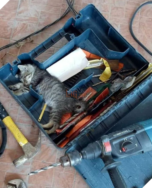 20 hình ảnh khi các hoàng thượng xuất hiện tại nơi làm việc khiến bạn thật muốn có nhân viên mèo lắm lông 8