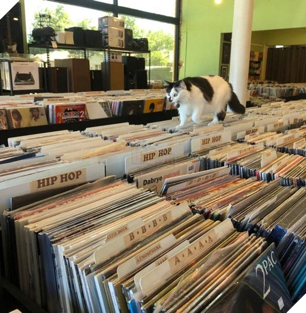 20 hình ảnh khi các hoàng thượng xuất hiện tại nơi làm việc khiến bạn thật muốn có nhân viên mèo lắm lông 4