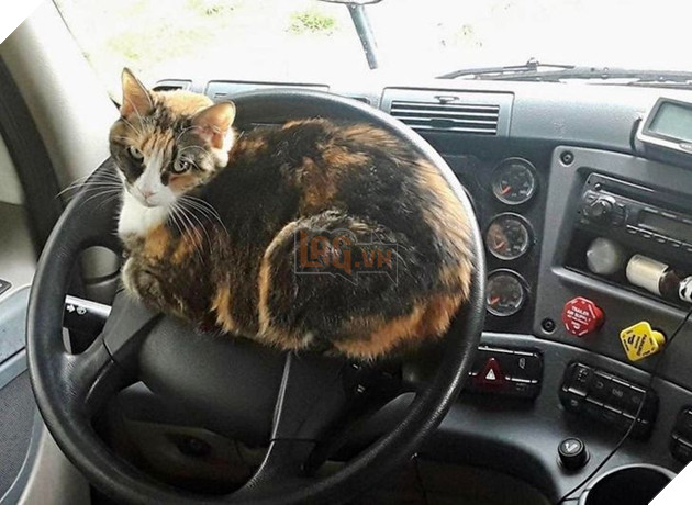 20 hình ảnh khi các hoàng thượng xuất hiện tại nơi làm việc khiến bạn thật muốn có nhân viên mèo lắm lông 11