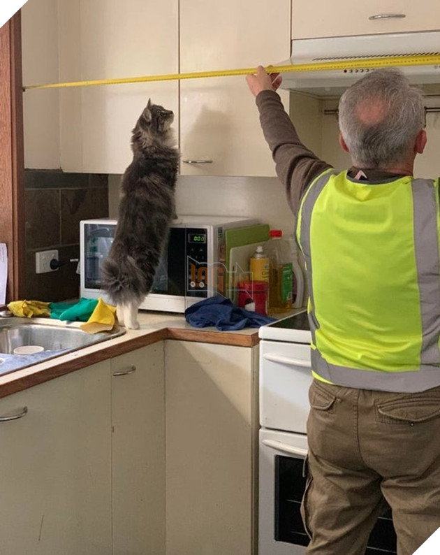 20 hình ảnh khi các hoàng thượng xuất hiện tại nơi làm việc khiến bạn thật muốn có nhân viên mèo lắm lông 20