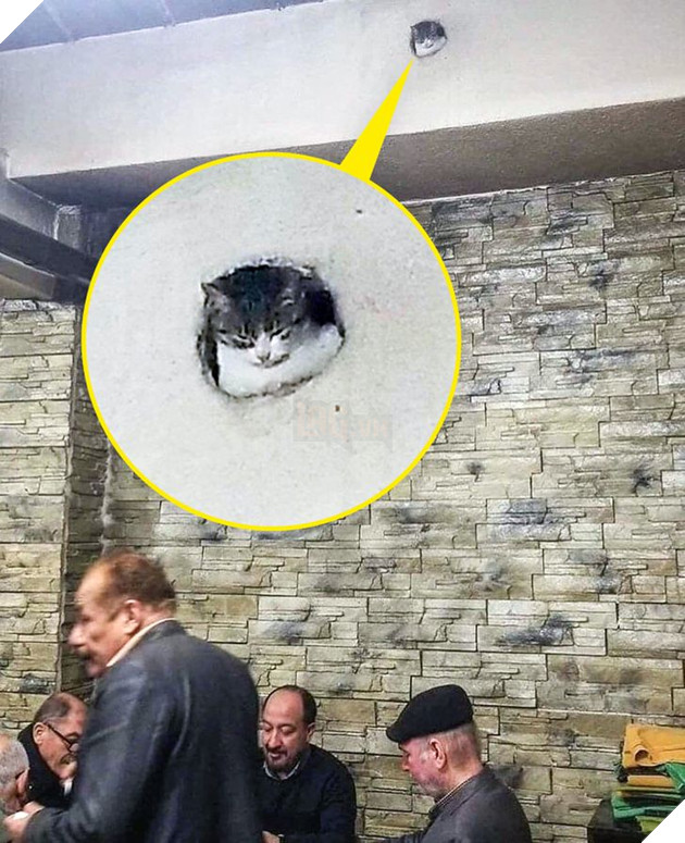 20 hình ảnh khi các hoàng thượng xuất hiện tại nơi làm việc khiến bạn thật muốn có nhân viên mèo lắm lông 10