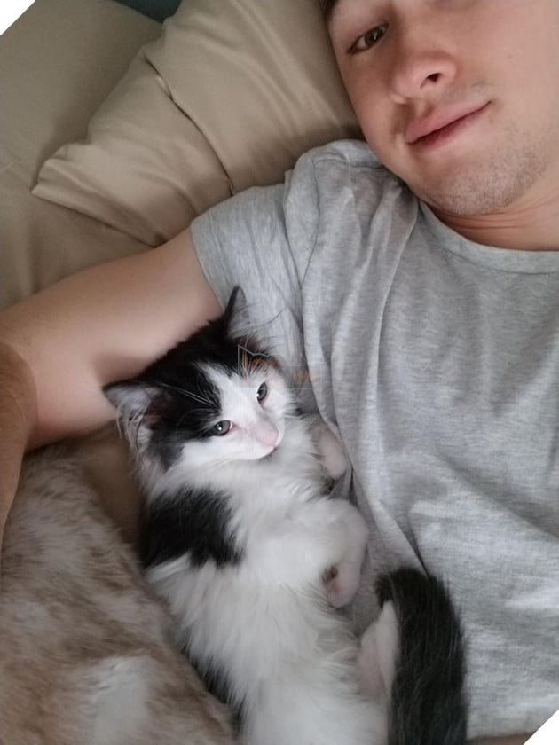 20 hình ảnh khi các hoàng thượng xuất hiện tại nơi làm việc khiến bạn thật muốn có nhân viên mèo lắm lông