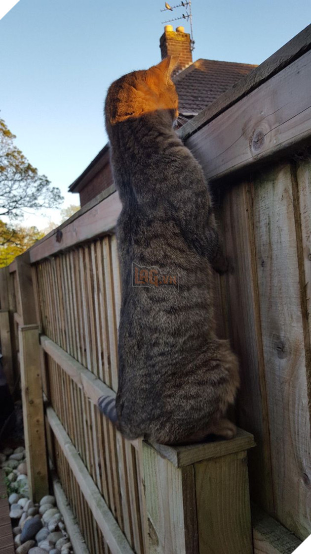 20 hình ảnh khi các hoàng thượng xuất hiện tại nơi làm việc khiến bạn thật muốn có nhân viên mèo lắm lông 6