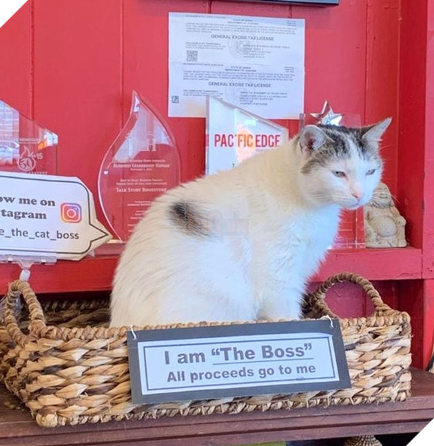 20 hình ảnh khi các hoàng thượng xuất hiện tại nơi làm việc khiến bạn thật muốn có nhân viên mèo lắm lông 15