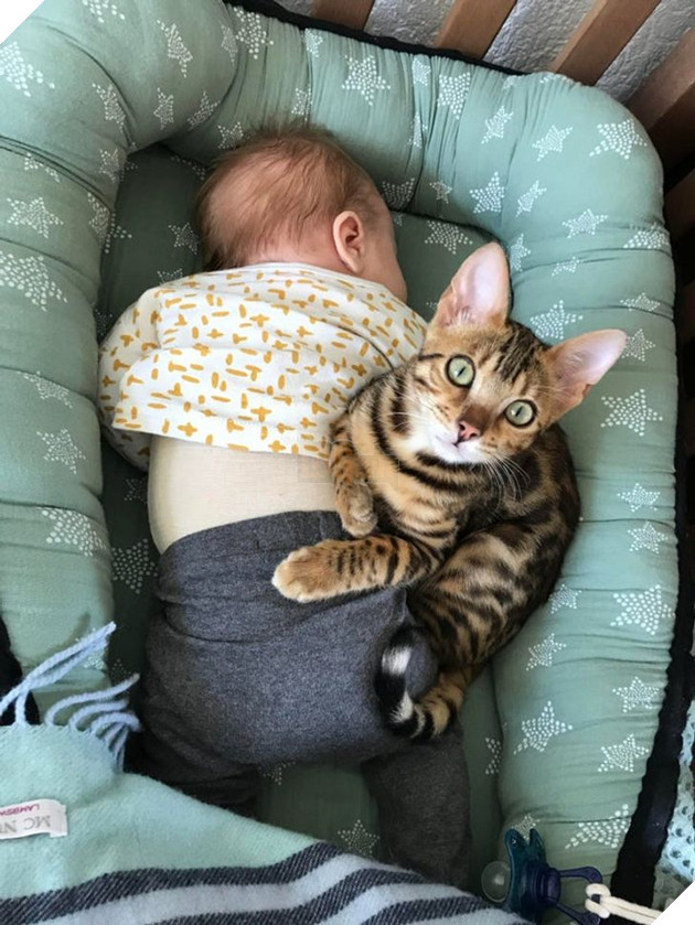 20 hình ảnh khi các hoàng thượng xuất hiện tại nơi làm việc khiến bạn thật muốn có nhân viên mèo lắm lông 16