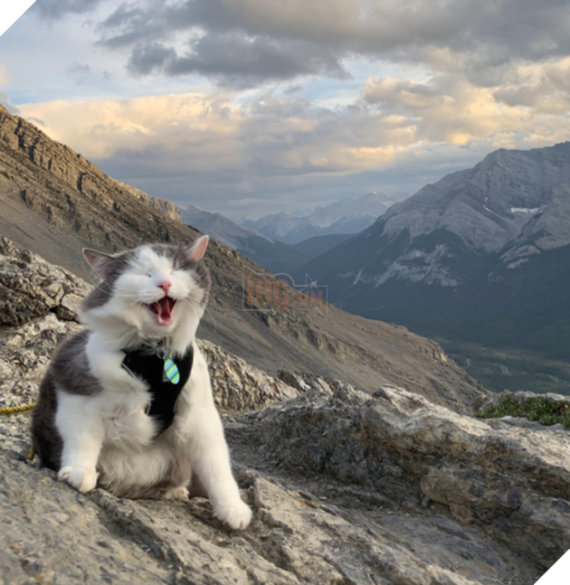 20 hình ảnh khi các hoàng thượng xuất hiện tại nơi làm việc khiến bạn thật muốn có nhân viên mèo lắm lông 14