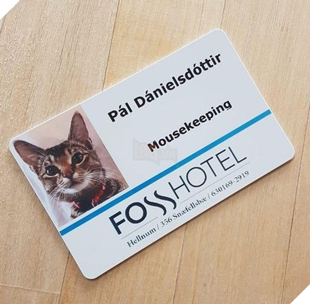 20 hình ảnh khi các hoàng thượng xuất hiện tại nơi làm việc khiến bạn thật muốn có nhân viên mèo lắm lông 17