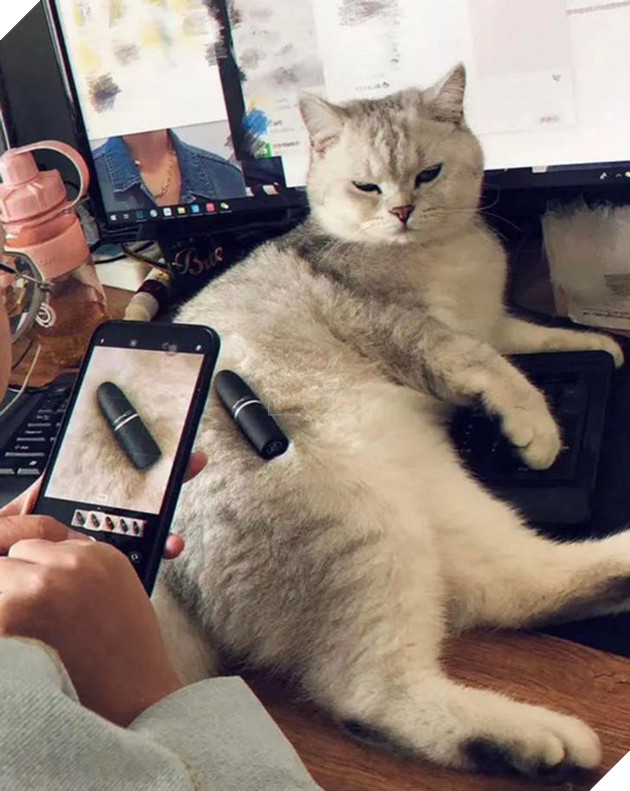 20 hình ảnh khi các hoàng thượng xuất hiện tại nơi làm việc khiến bạn thật muốn có nhân viên mèo lắm lông 7