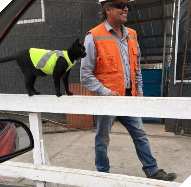 20 hình ảnh khi các hoàng thượng xuất hiện tại nơi làm việc khiến bạn thật muốn có nhân viên mèo lắm lông 18