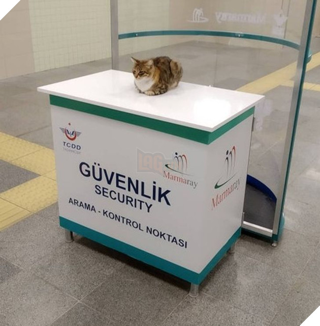 20 hình ảnh khi các hoàng thượng xuất hiện tại nơi làm việc khiến bạn thật muốn có nhân viên mèo lắm lông 3