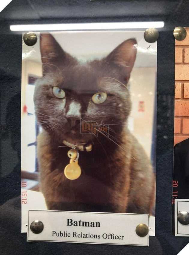 20 hình ảnh khi các hoàng thượng xuất hiện tại nơi làm việc khiến bạn thật muốn có nhân viên mèo lắm lông 19