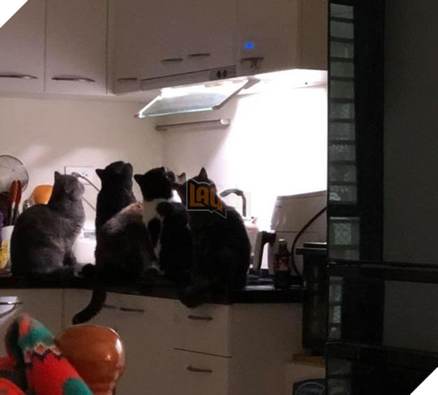 20 hình ảnh khi các hoàng thượng xuất hiện tại nơi làm việc khiến bạn thật muốn có nhân viên mèo lắm lông 9