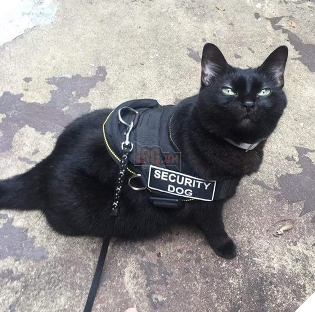 20 hình ảnh khi các hoàng thượng xuất hiện tại nơi làm việc khiến bạn thật muốn có nhân viên mèo lắm lông 2