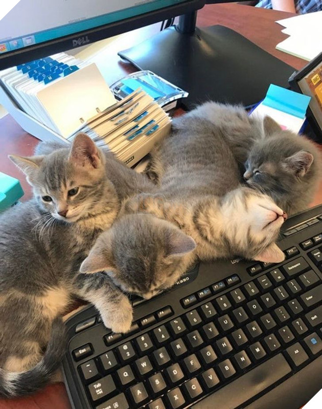 20 hình ảnh khi các hoàng thượng xuất hiện tại nơi làm việc khiến bạn thật muốn có nhân viên mèo lắm lông 12