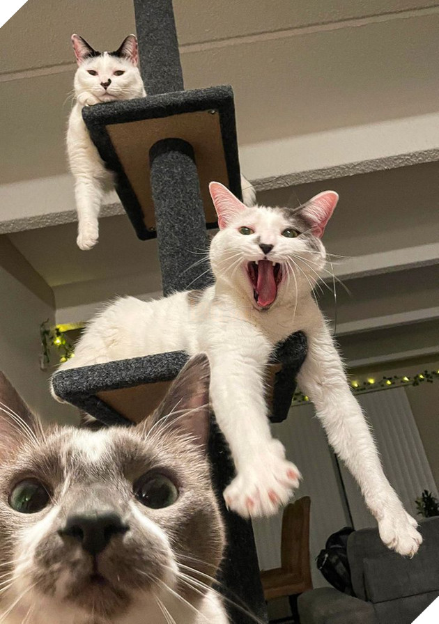 20 bức ảnh cho thấy, nuôi mèo theo cặp theo bầy khiến cho sự dễ thương nhân lên gấp nhiều lần 18