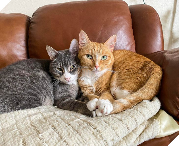 20 bức ảnh cho thấy, nuôi mèo theo cặp theo bầy khiến cho sự dễ thương nhân lên gấp nhiều lần 9