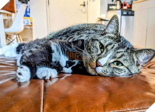 20 bức ảnh cho thấy, nuôi mèo theo cặp theo bầy khiến cho sự dễ thương nhân lên gấp nhiều lần 20