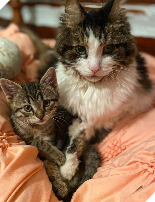 20 bức ảnh cho thấy, nuôi mèo theo cặp theo bầy khiến cho sự dễ thương nhân lên gấp nhiều lần 8