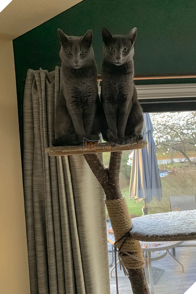 20 bức ảnh cho thấy, nuôi mèo theo cặp theo bầy khiến cho sự dễ thương nhân lên gấp nhiều lần 7