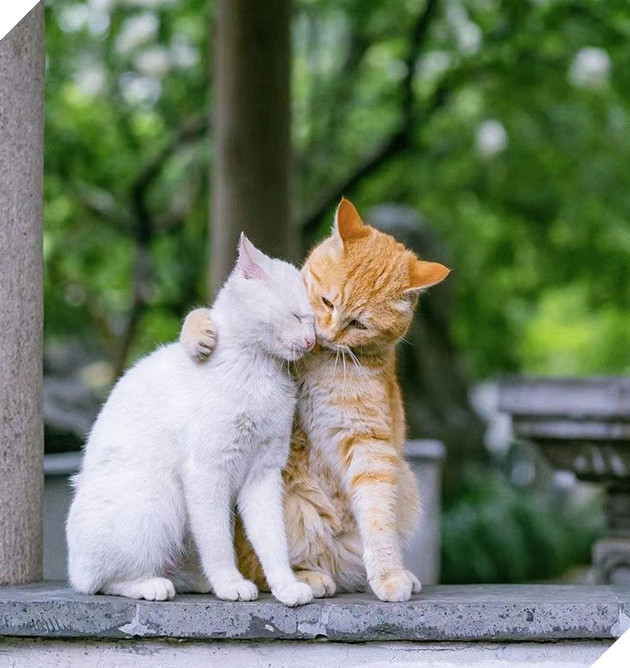 20 bức ảnh cho thấy, nuôi mèo theo cặp theo bầy khiến cho sự dễ thương nhân lên gấp nhiều lần 6