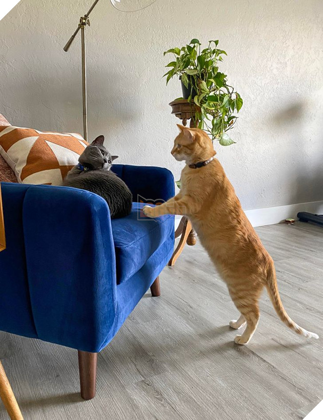 20 bức ảnh cho thấy, nuôi mèo theo cặp theo bầy khiến cho sự dễ thương nhân lên gấp nhiều lần 3