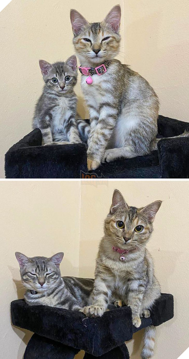 20 bức ảnh cho thấy, nuôi mèo theo cặp theo bầy khiến cho sự dễ thương nhân lên gấp nhiều lần 15