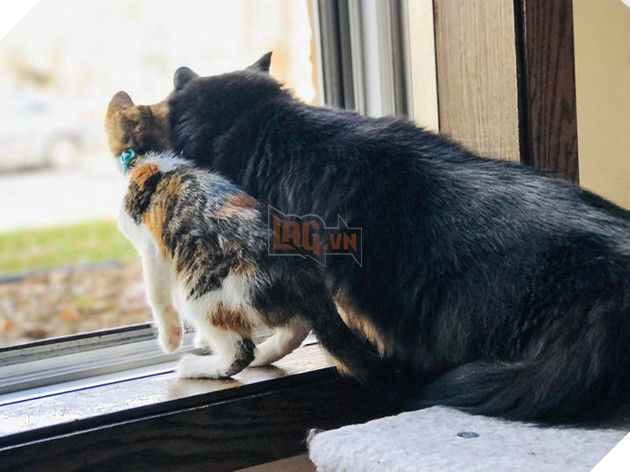 20 bức ảnh cho thấy, nuôi mèo theo cặp theo bầy khiến cho sự dễ thương nhân lên gấp nhiều lần 2