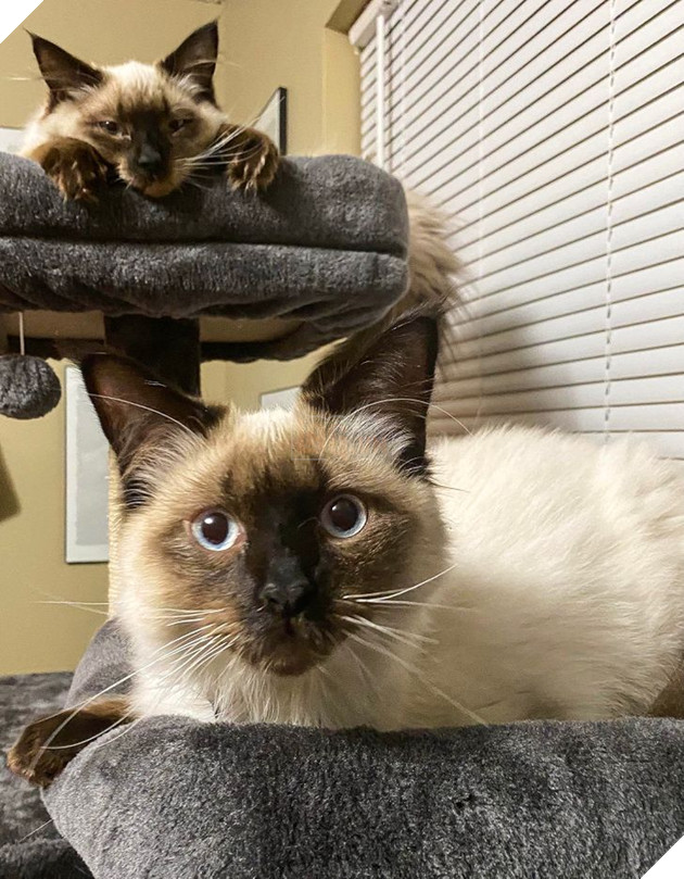 20 bức ảnh cho thấy, nuôi mèo theo cặp theo bầy khiến cho sự dễ thương nhân lên gấp nhiều lần 10