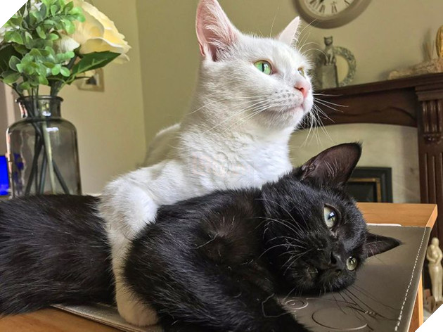 20 bức ảnh cho thấy, nuôi mèo theo cặp theo bầy khiến cho sự dễ thương nhân lên gấp nhiều lần