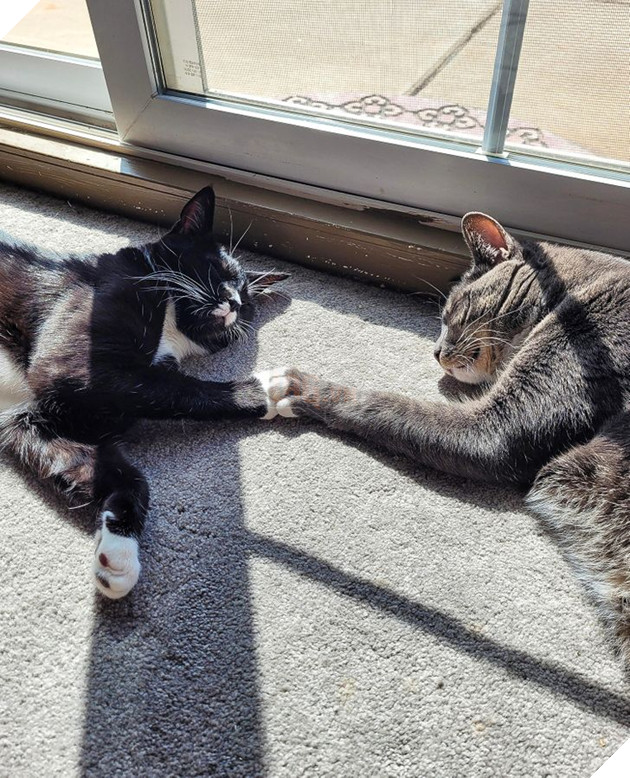 20 bức ảnh cho thấy, nuôi mèo theo cặp theo bầy khiến cho sự dễ thương nhân lên gấp nhiều lần 13